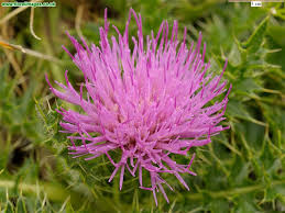 Attēlu rezultāti vaicājumam “Cirsium acaule flower”