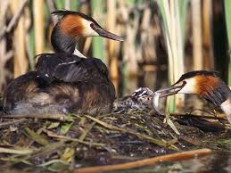 Attēlu rezultāti vaicājumam “Podiceps cristatus nest”