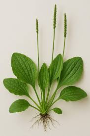 Attēlu rezultāti vaicājumam “Plantago lanceolata leaf”