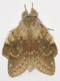 Attēlu rezultāti vaicājumam “Stauropus fagi”