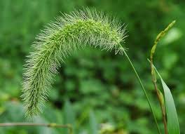 Attēlu rezultāti vaicājumam “Setaria viridis leaf”