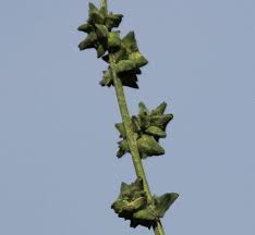 Attēlu rezultāti vaicājumam “Atriplex patula leaf”
