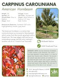 Attēlu rezultāti vaicājumam “Carpinus caroliniana”