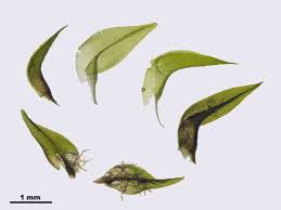 Attēlu rezultāti vaicājumam “Meesia triquetra”