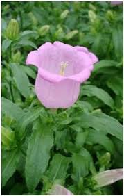 Image result for Campanula medium