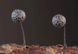 Attēlu rezultāti vaicājumam “Lamproderma gulielmae macro”