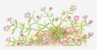 Attēlu rezultāti vaicājumam “Spergularia marina flower”