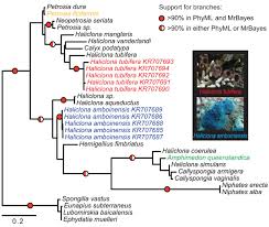 Attēlu rezultāti vaicājumam “Tubifera sp.”