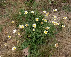 Attēlu rezultāti vaicājumam “Leucanthemum vulgare”