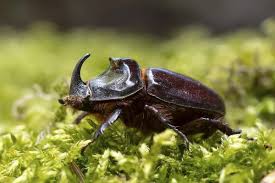 Attēlu rezultāti vaicājumam “Oryctes nasicornis male”