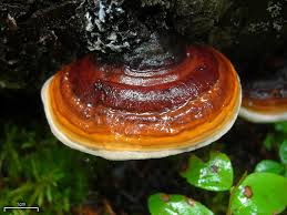 Attēlu rezultāti vaicājumam “Fomitopsis rosea”