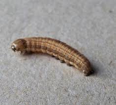 Attēlu rezultāti vaicājumam “Mythimna impura”