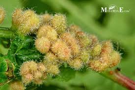 Attēlu rezultāti vaicājumam “Eriophyes padi”