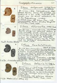 Attēlu rezultāti vaicājumam “Silene wolgensis”