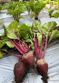 Image result for Beta vulgaris