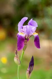 Attēlu rezultāti vaicājumam “Iridaceae”