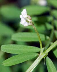 Attēlu rezultāti vaicājumam “Vicia hirsuta flower”