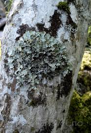 Attēlu rezultāti vaicājumam “Cetrelia olivetorum”