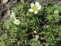 Attēlu rezultāti vaicājumam “Batrachium”