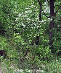 Attēlu rezultāti vaicājumam “Crataegus chrysocarpa”
