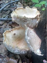 Attēlu rezultāti vaicājumam “Lentinus lepideus”