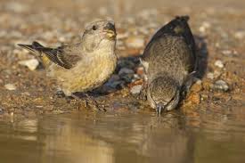 Attēlu rezultāti vaicājumam “Loxia pytyopsittacus”