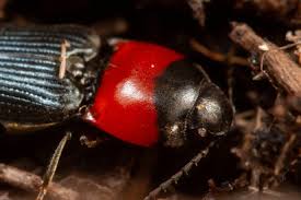 Attēlu rezultāti vaicājumam “Cardiophorus ruficollis”