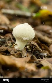 Attēlu rezultāti vaicājumam “Clavulinopsis cinerioides”