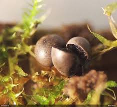 Attēlu rezultāti vaicājumam “Diderma subincarnatum”