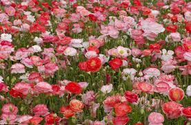 Attēlu rezultāti vaicājumam “Papaver rhoeas flower”