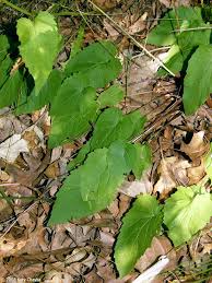 Attēlu rezultāti vaicājumam “Campanula rapunculoides bud”