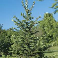 Attēlu rezultāti vaicājumam “Abies balsamea”