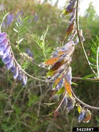 Attēlu rezultāti vaicājumam “Vicia cracca flower”