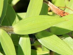Attēlu rezultāti vaicājumam “Lilium lancifolium bud”