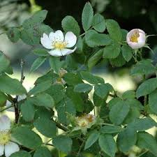 Image result for Rosa canina