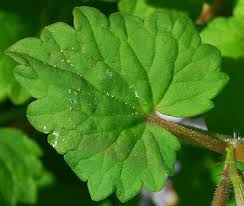 Attēlu rezultāti vaicājumam “Glechoma hederacea leaf”