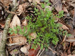 Attēlu rezultāti vaicājumam “Cardamine impatiens”