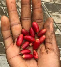 Attēlu rezultāti vaicājumam “Galium schultesii fruit”