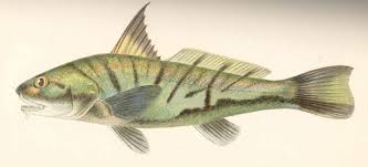 Image result for Menticirrhus saxatilis