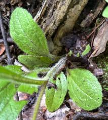 Attēlu rezultāti vaicājumam “Rudbeckia hirta var. hirta leaf”