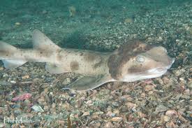 Image result for Cephaloscyllium laticeps