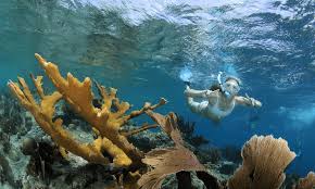 Image result for East Snorkellers