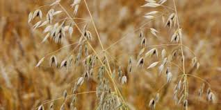 Attēlu rezultāti vaicājumam “Avena sativa”