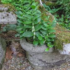 Attēlu rezultāti vaicājumam “Hygroamblystegium humile”