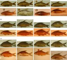 Image result for Carpiodes velifer