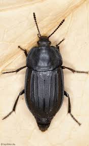 Attēlu rezultāti vaicājumam “Silpha obscura larva”