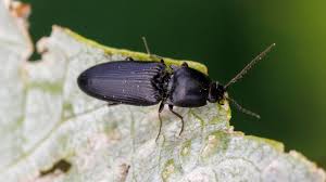 Attēlu rezultāti vaicājumam “Elateridae”