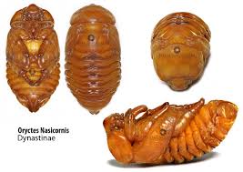 Attēlu rezultāti vaicājumam “Oryctes nasicornis larva”