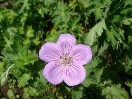 Attēlu rezultāti vaicājumam “Geranium palustre leaf”