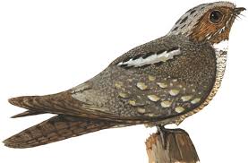 Attēlu rezultāti vaicājumam “Caprimulgus europaeus eggs”